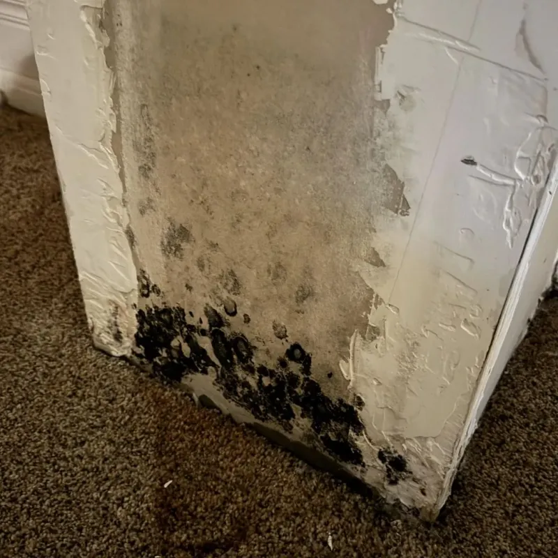 Professional Mold Removal in Laughlin, NV